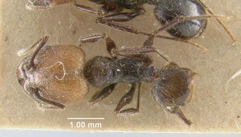 Media type: image;   Entomology 22818 Aspect: habitus dorsal view